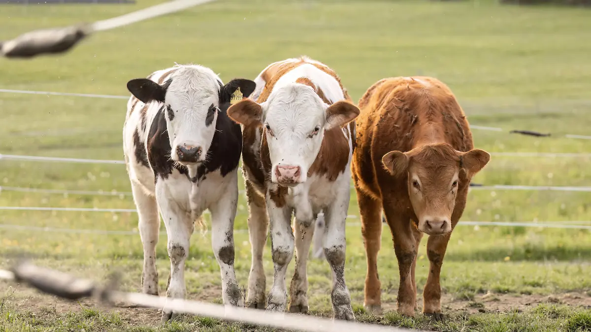 Jungrinder auf Weide nachhaltige Landwirtschaft Freiland Rindfleischproduktion ländliche Bayern Deutschland