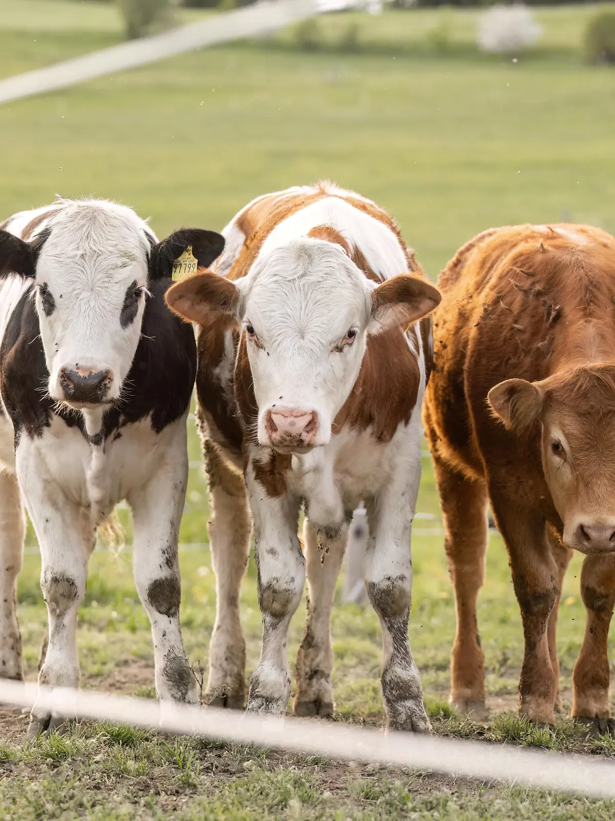Jungrinder auf Weide nachhaltige Landwirtschaft Freiland Rindfleischproduktion ländliche Bayern Deutschland