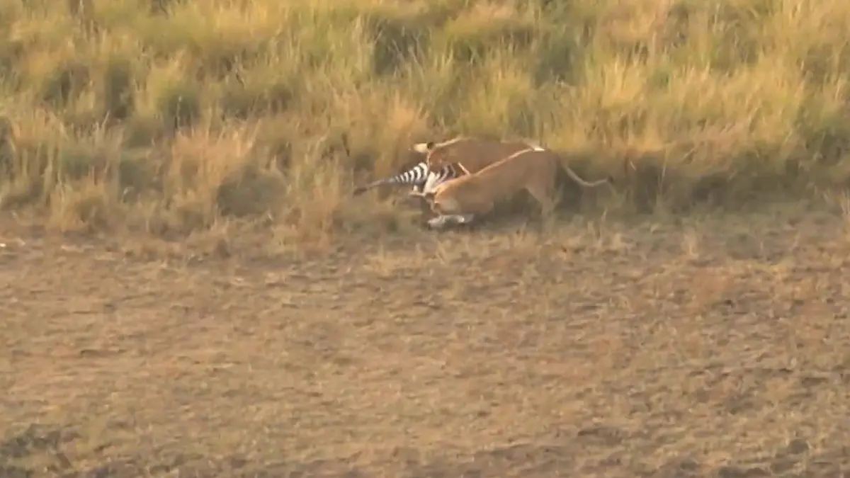 Zebra entkommt Krokodil – und tappt dann in Todesfalle! Touristen filmen aus Heißluftballon