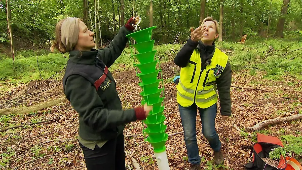 Dieser Käfer bedroht unsere Wälder Angriff aus Ostasien