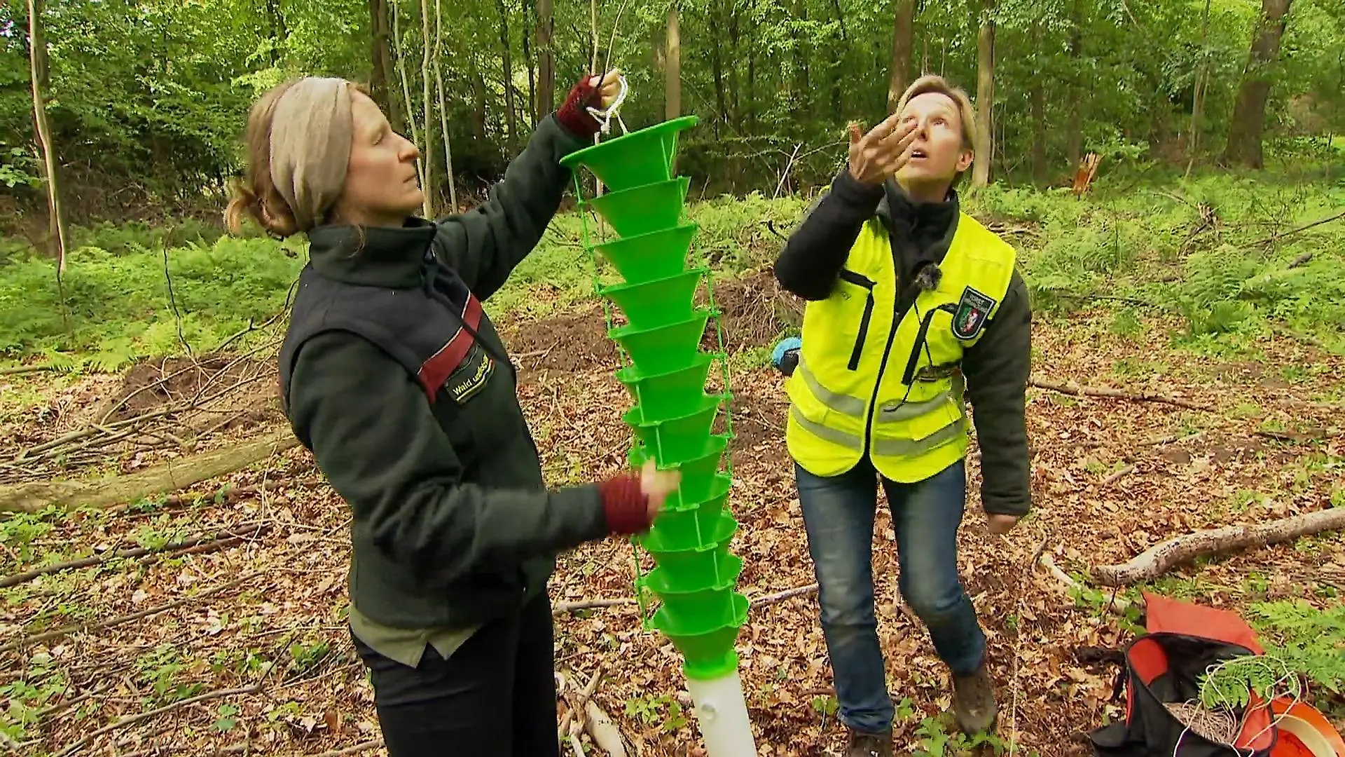Dieser Käfer bedroht unsere Wälder Angriff aus Ostasien