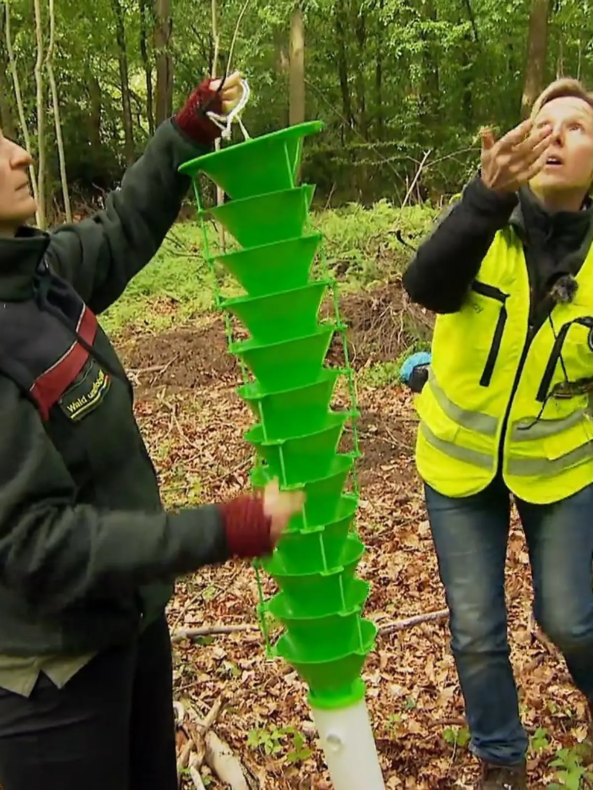 Bild zu: "Dieser Käfer bedroht unsere Wälder"