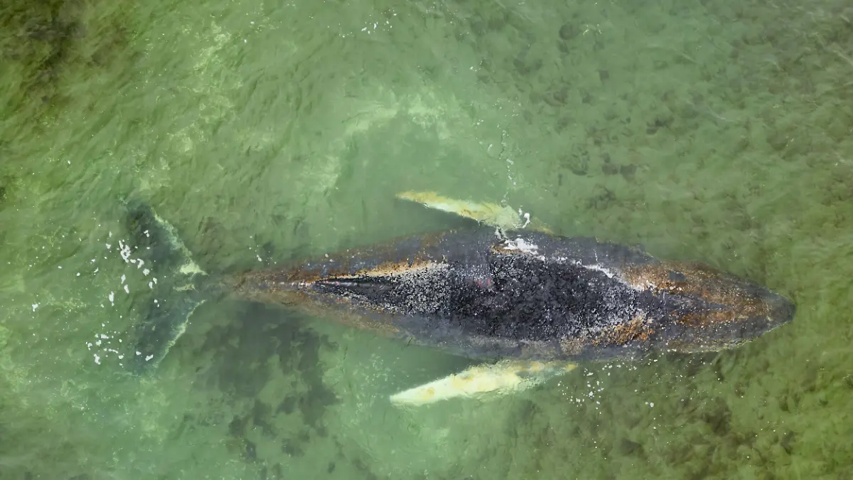 The humpback whale, which had managed to free itself from a sandbar off Timmendorfer Strand, has become stranded again while trying to find its way out of the Baltic Sea region. As of Saturday evening, the animal is lying on a sandbar in Wismar Bay. Greenpeace has been on site since Thursday and is participating in the rescue operation.

“Marine mammals still have too few safe havens, and their food supply is becoming increasingly scarce due to overfishing,” said Daniela von Schaper, a marine expert at Greenpeace. “The Baltic Sea, in particular, is in poor ecological condition and has already proved fatal to the whale in recent weeks due to fishing nets that became entangled around its body.”
Der Buckelwal, der sich von einer Sandbank vor Timmendorfer Strand befreien konnte, ist auf der Suche nach dem Weg aus dem Ostseegebiet erneut gestrandet. Das Tier liegt am Samstagabend auf einer Sandbank in der Wismarer Bucht. Greenpeace ist seit Donnerstag vor Ort und beteiligt sich an der Rettungsaktion.

„Noch immer haben Meeressäugetiere zu wenig Rückzugsräume und ihre Nahrung wird aufgrund der Überfischung immer knapper“, so Daniela von Schaper, Meeresexpertin bei Greenpeace. „Besonders die Ostsee ist in einem schlechten ökologischen Zustand und wurde dem Wal in den letzten Wochen bereits aufgrund von Fischernetzen, die sich um seinen Körper geschlungen haben, zum Verhängnis.“
