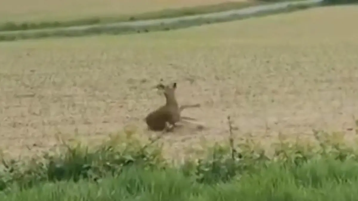 Reh torkelt betrunken übers Feld – Polizei warnt vor DIESER Gefahr! Wild im Rausch