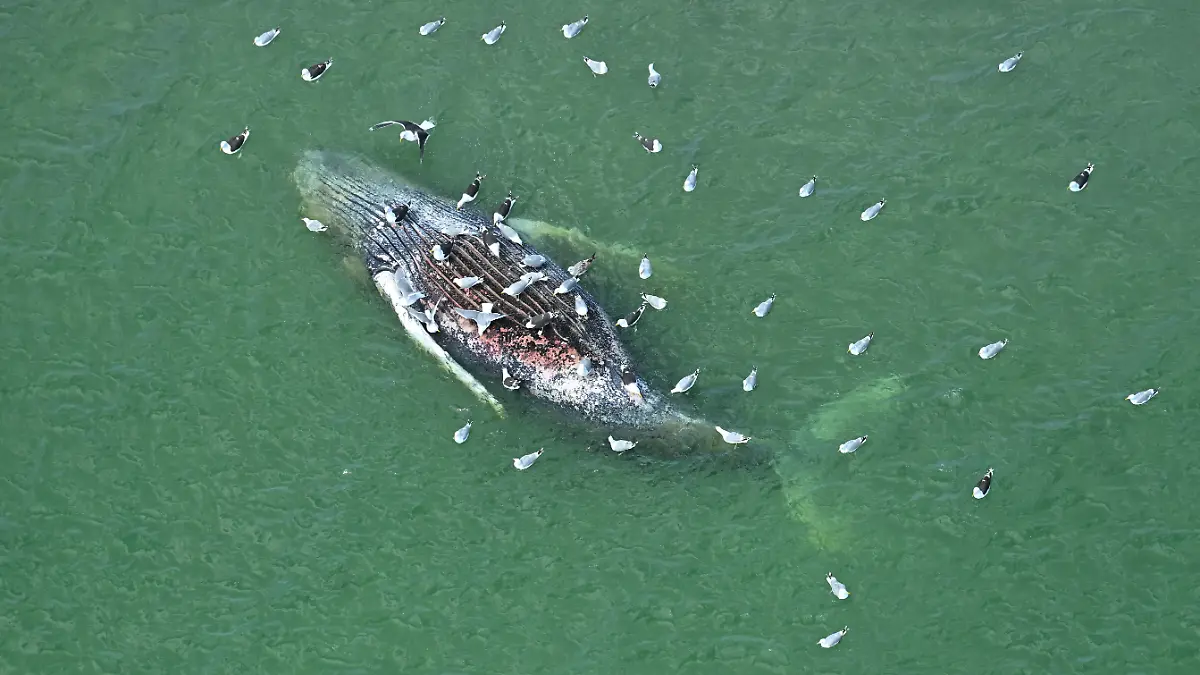 Ein toter Wal liegt vor der dänischen Insel Anholt. Unklar ist, ob es sich um den Wal handelt, der Ende März erstmals vor Timmendorfer Strand gestrandet war und rund einen Monat später in den Skagerrak, Nordsee, transportiert worden wurde.
