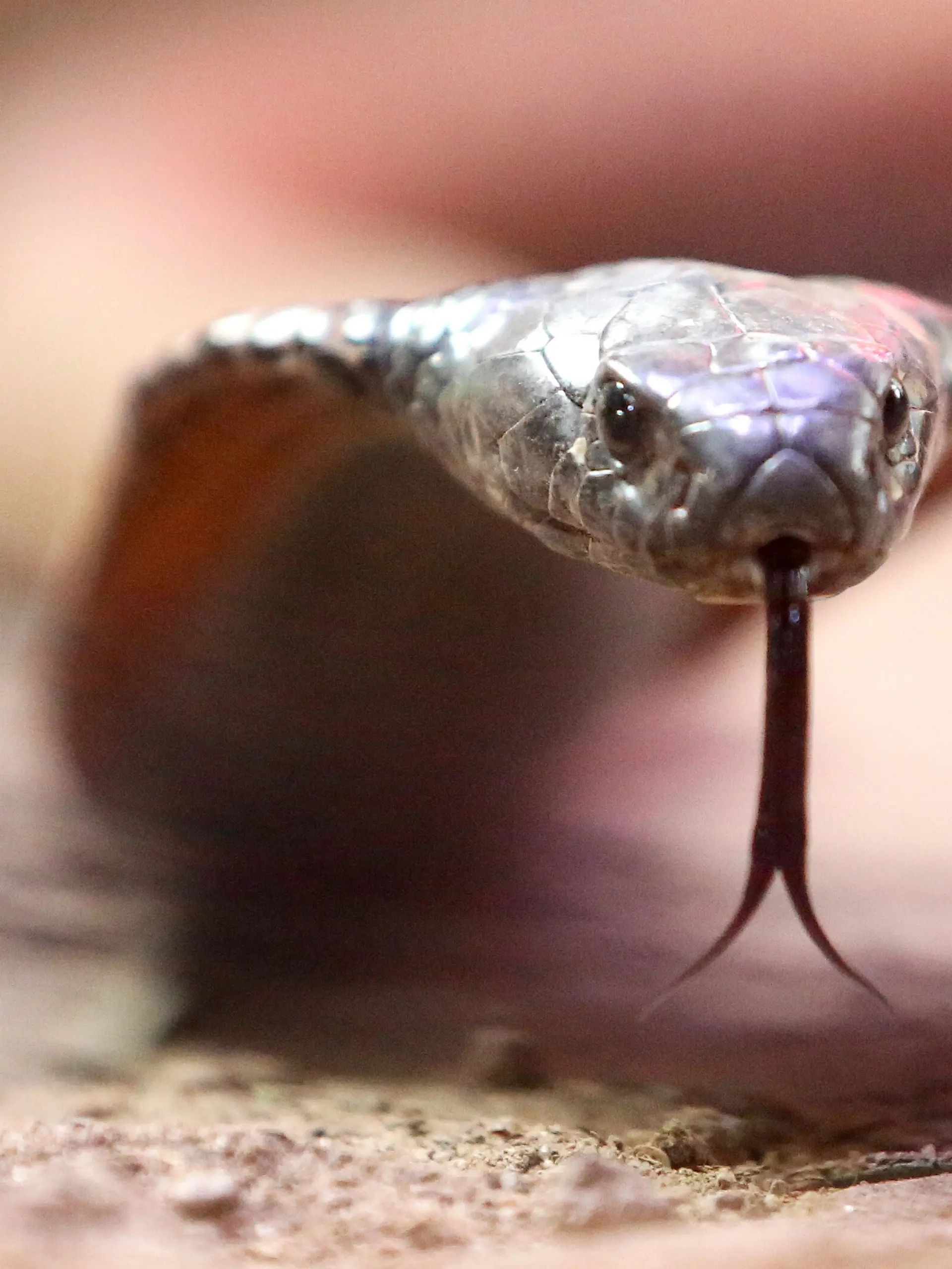 Eine giftige arabische Kobra kriecht durch ihr Terrarium im Terrazoo Rheinberg. Nach einer Bilanz des zuständigen Landesamtes ist die Zahl der Gifttiere in Privathaltungen in NRW trotz scharfer rechtlicher Auflagen kaum gesunken . (zu dpa: «Mehr als 3.600 Gifttiere leben noch in NRW-Haushalten») +++ dpa-Bildfunk +++