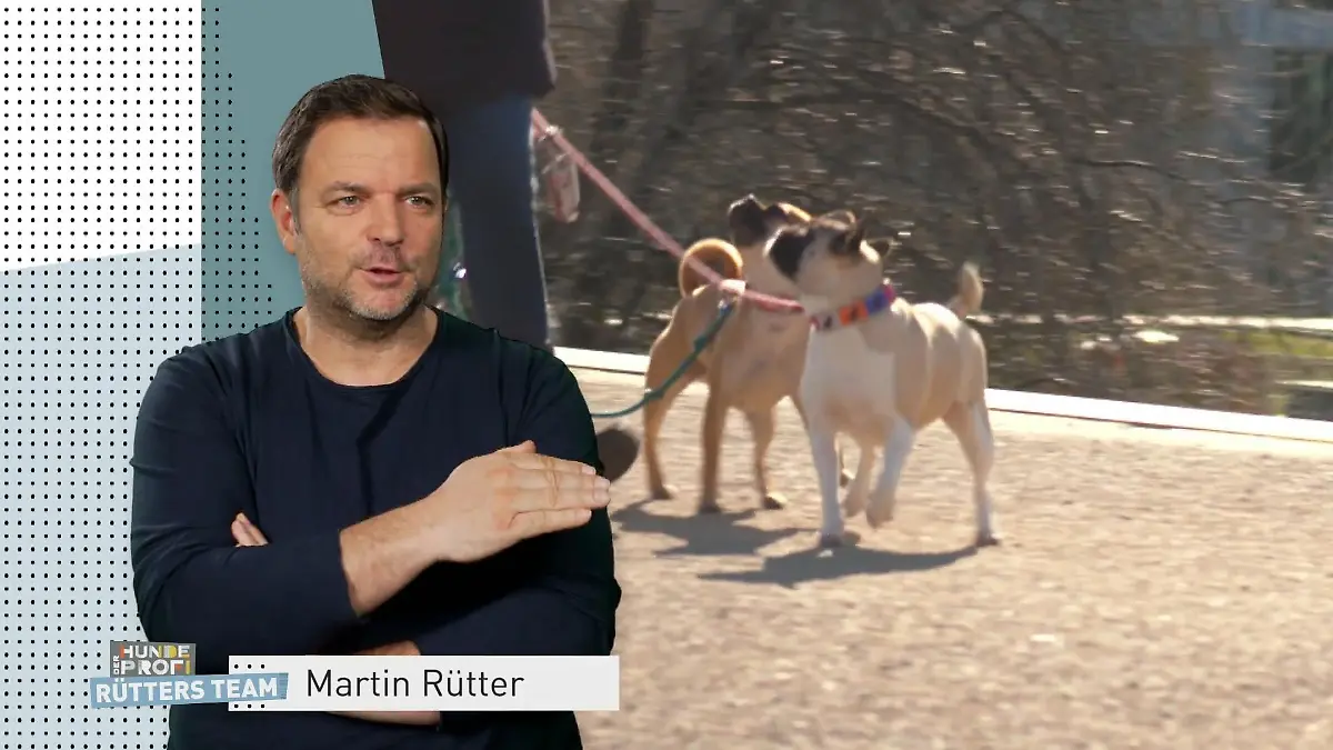 Der Hundeprofi - Rütters Team: Bildmontage: Links Martin Rütter eingeblendet, rechts zwei pöbelnde kleine Hunde