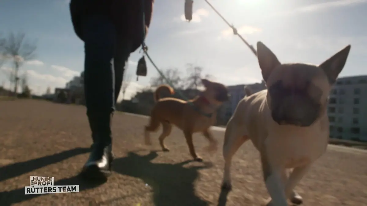 Der Hundeprofi - Rütters Team: Zwei kleine Hunde beim Spaziergang an der Leine