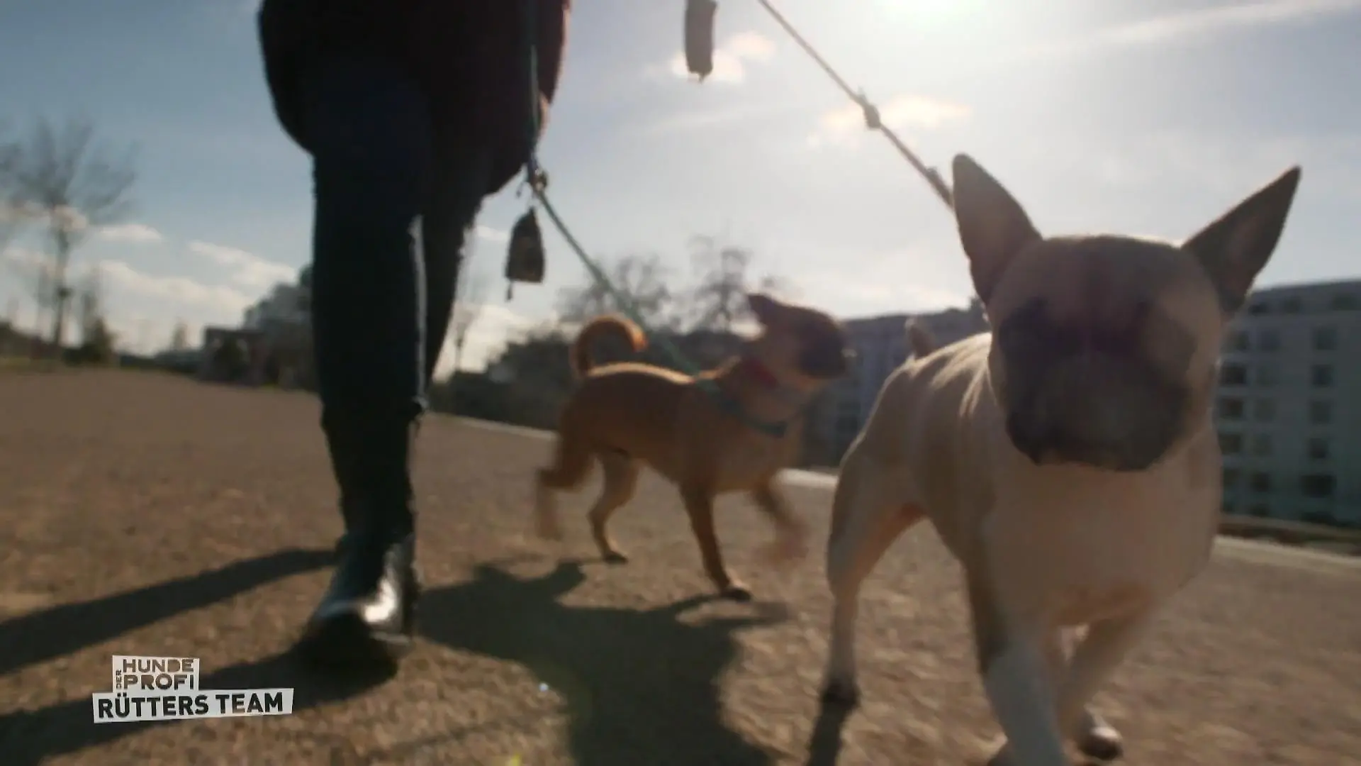 Der Hundeprofi - Rütters Team: Zwei kleine Hunde beim Spaziergang an der Leine
