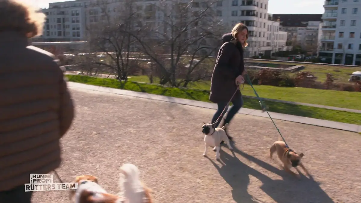 Der Hundeprofi - Rütters Team: Zwei kleine Hunde an der Leine kläffen beim Spaziergang einen anderen Hund an