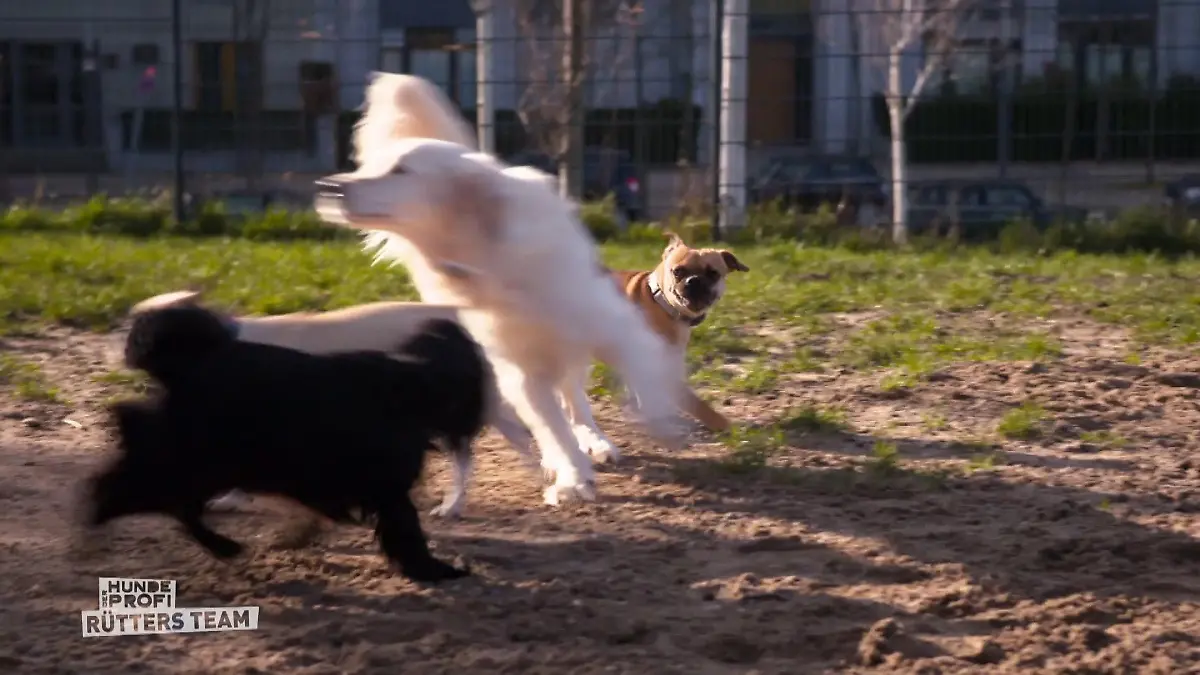 Der Hundeprofi - Rütters Team: Drei raufende Hunde