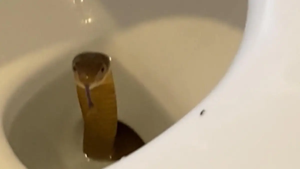 Schlangen-Schock auf der Toilette! Tödliche Kobra lauert Tourist auf Giftige Gefahr in philippischem Hotel