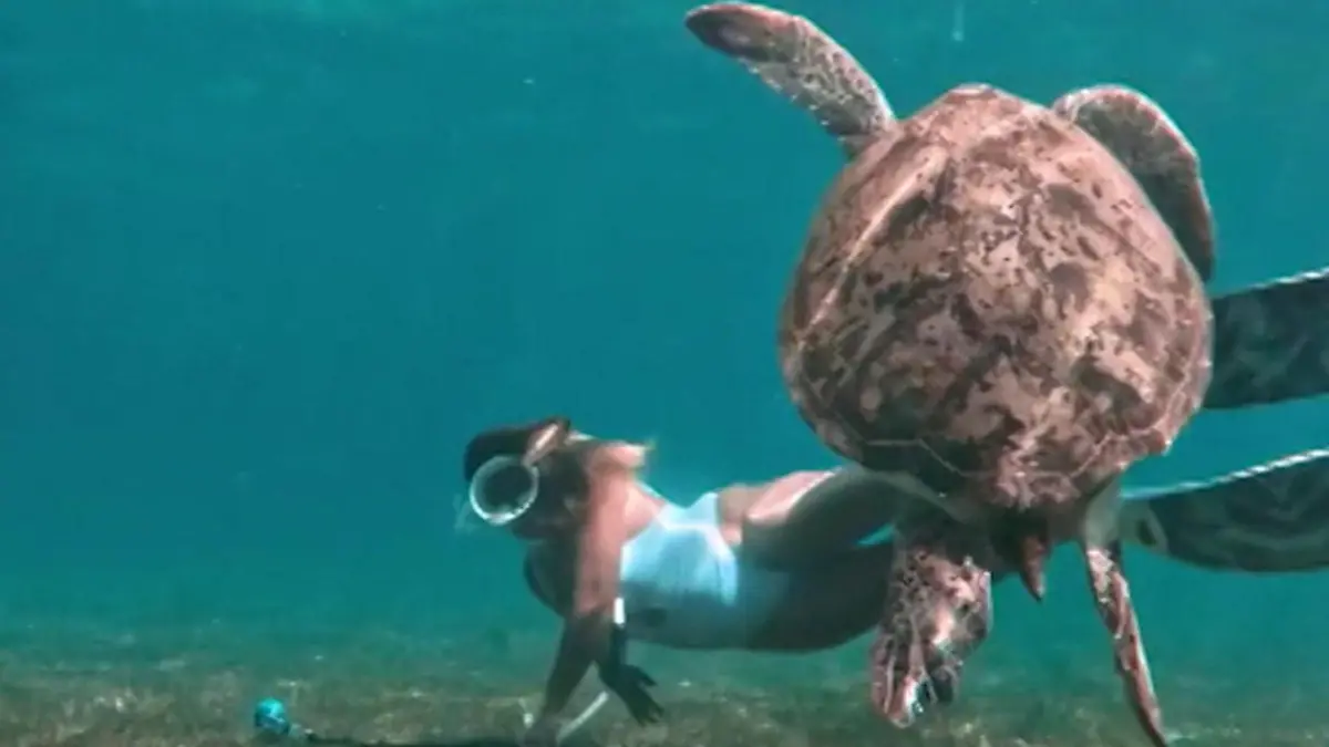 Schildkröte versetzt Taucherin in Panik – weil sie DAS macht Schrecken unter Wasser