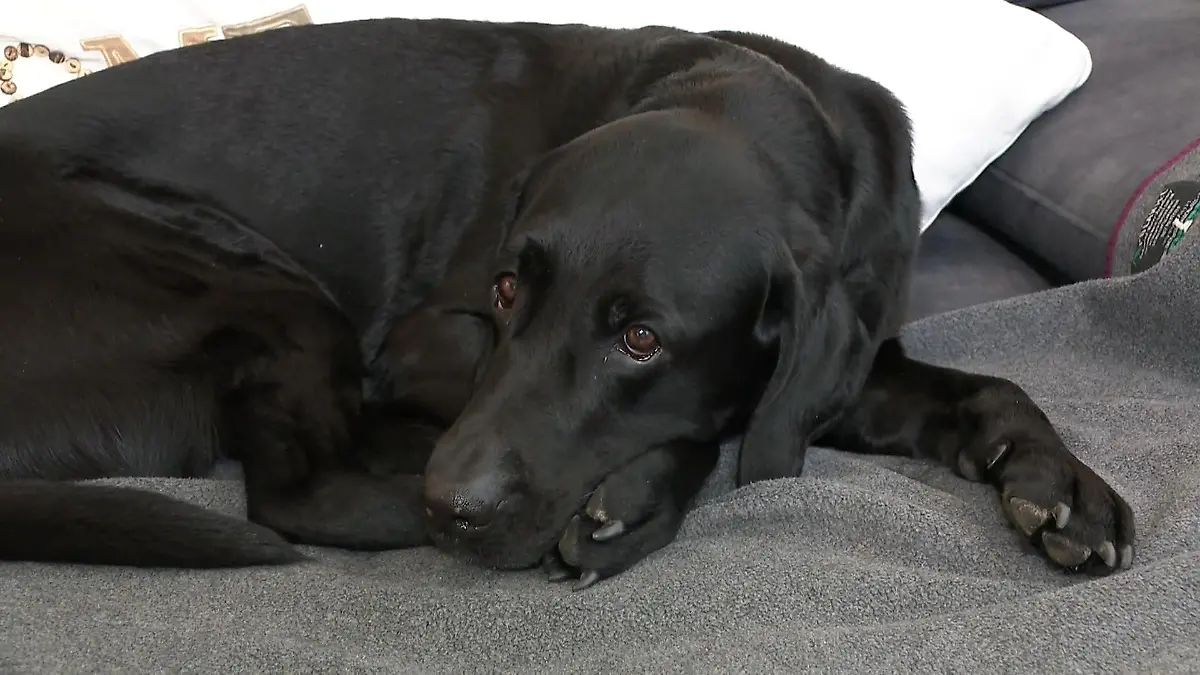 Bild zu: "Wer bekommt den Hund? "