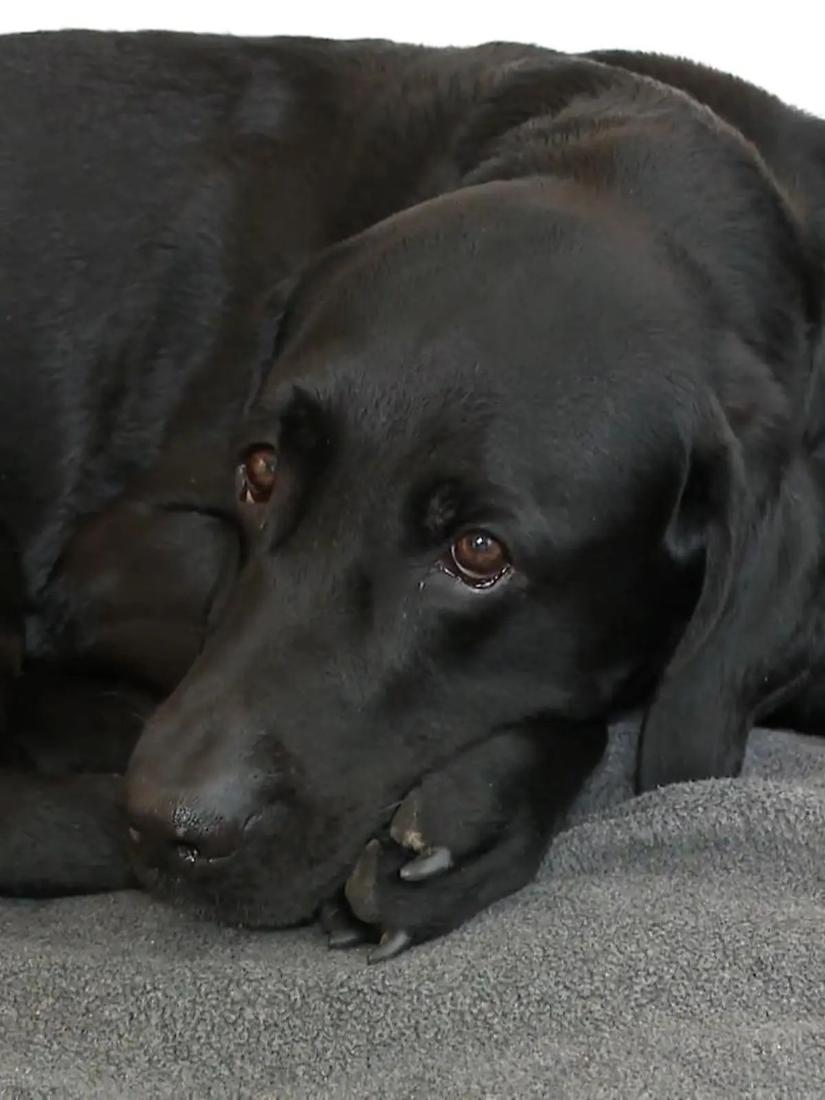 Bild zu: "Wer bekommt den Hund? "