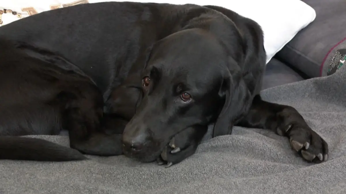 Familienhund wird gegen den Willen der Besitzer versteigert Versteigerung gegen Ex-Freund um gemeinsamen Hund