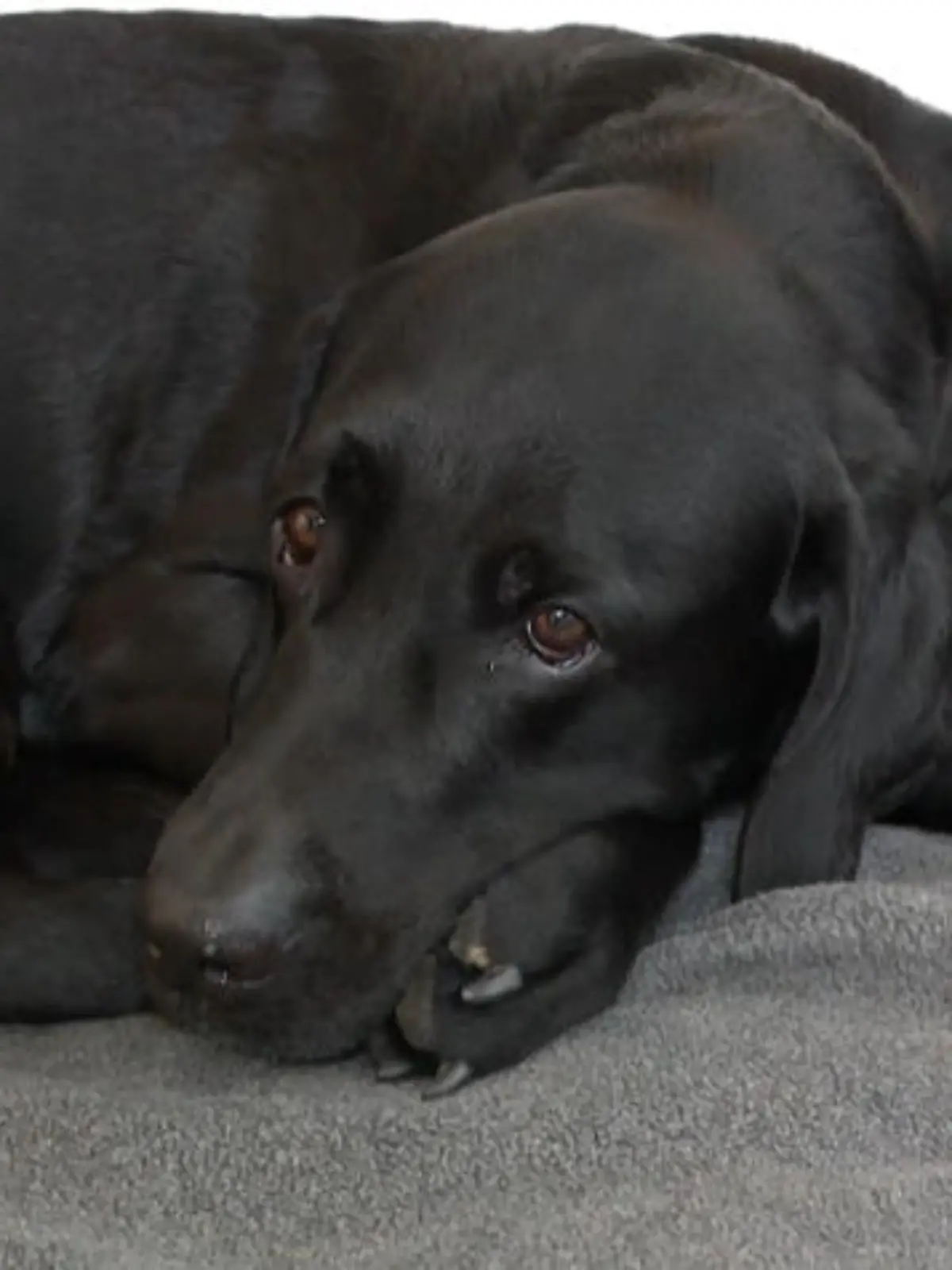 Bild zu: "Familienhund wird gegen den Willen der Besitzer versteigert"