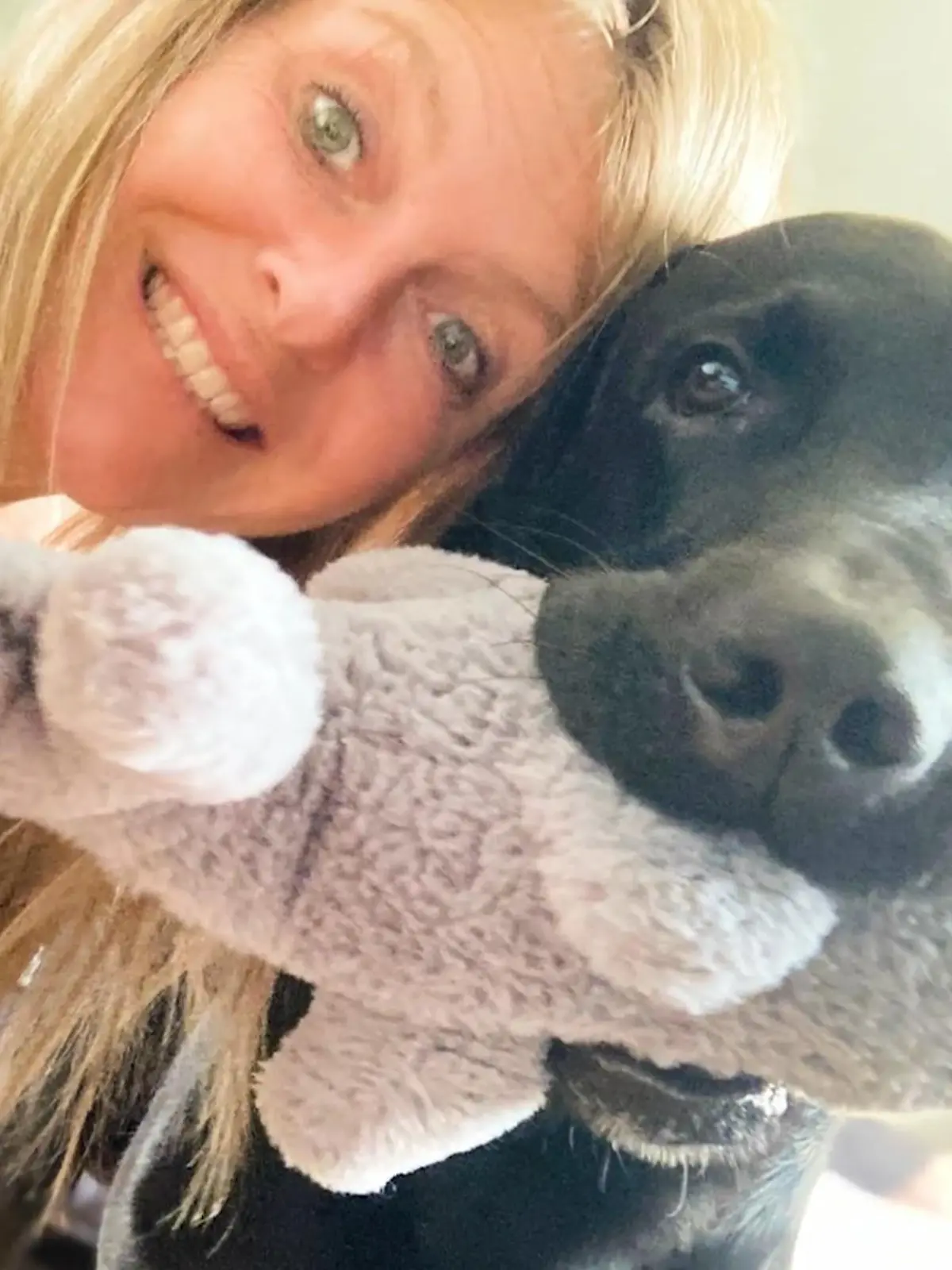 Bild zu: "Hund soll nach Trennung versteigert werden"
