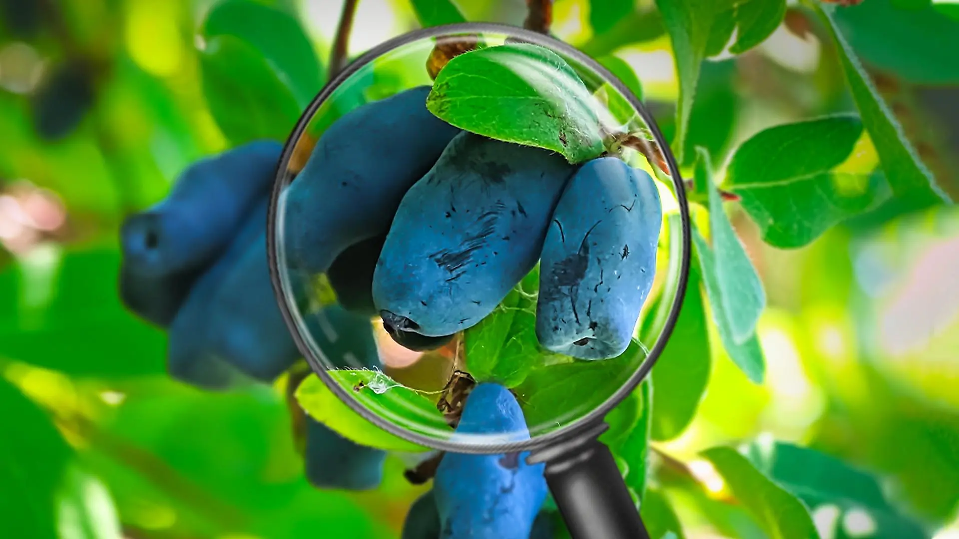 Die Haskap-Beere soll das neue Superfood sein.