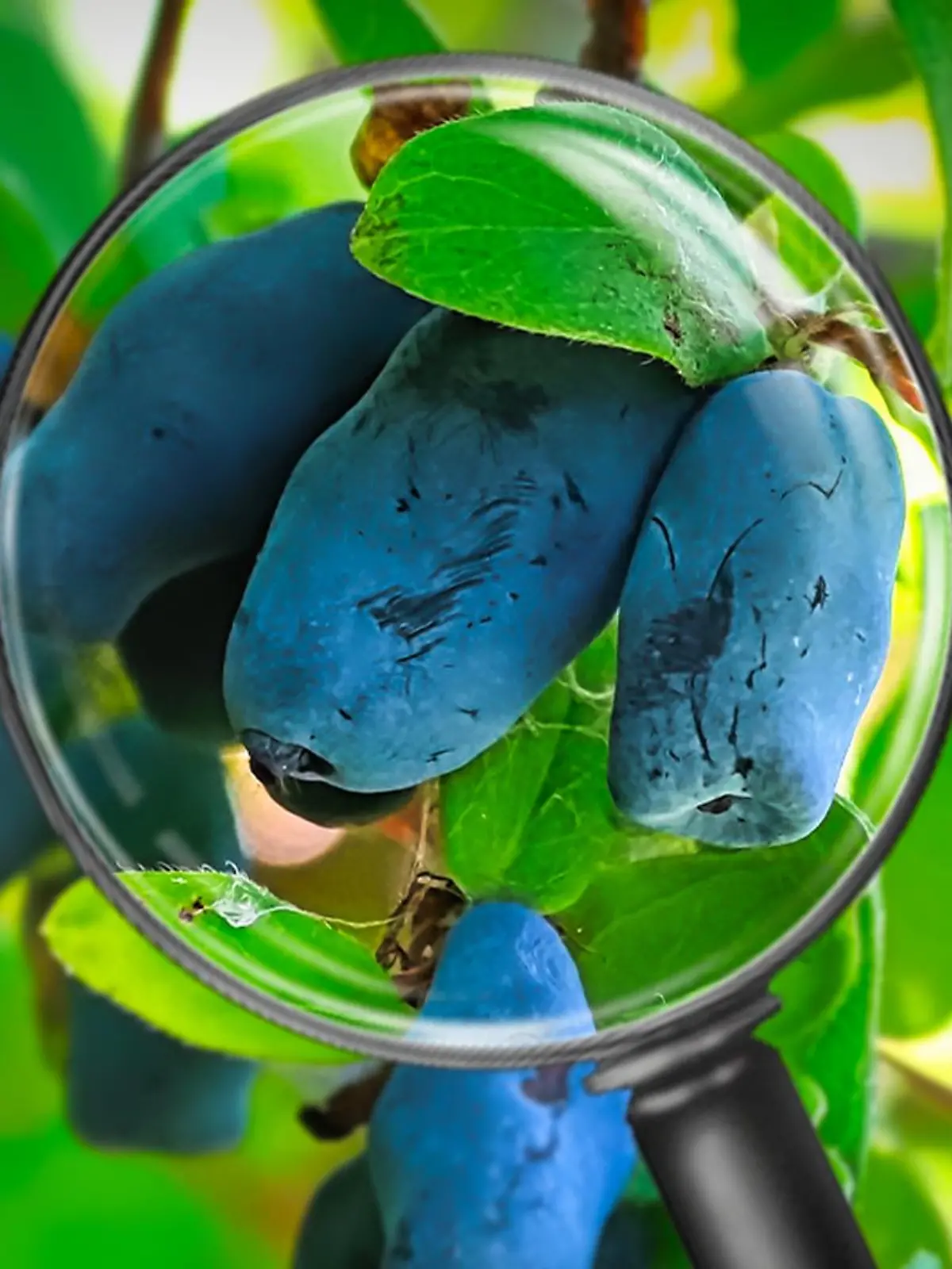 Die Haskap-Beere soll das neue Superfood sein.
