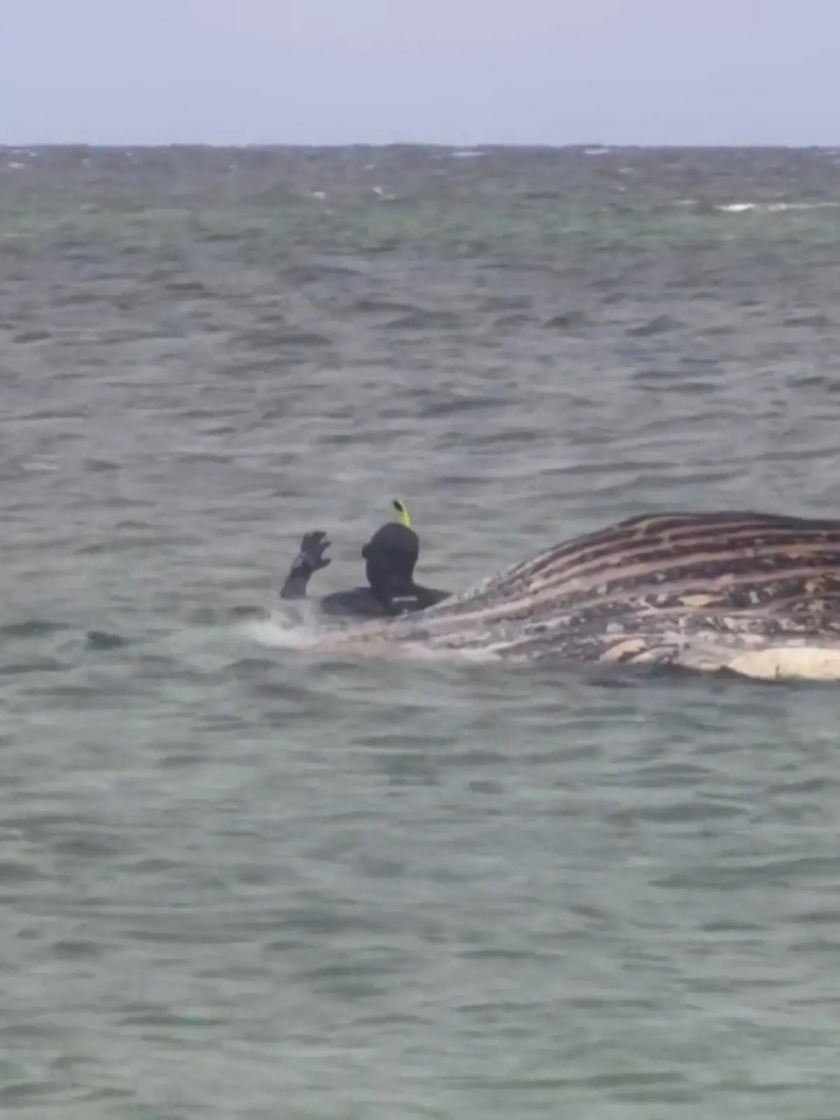 Bild zu: "GPS-Tracker gefunden! Buckelwal Timmy ist tot"
