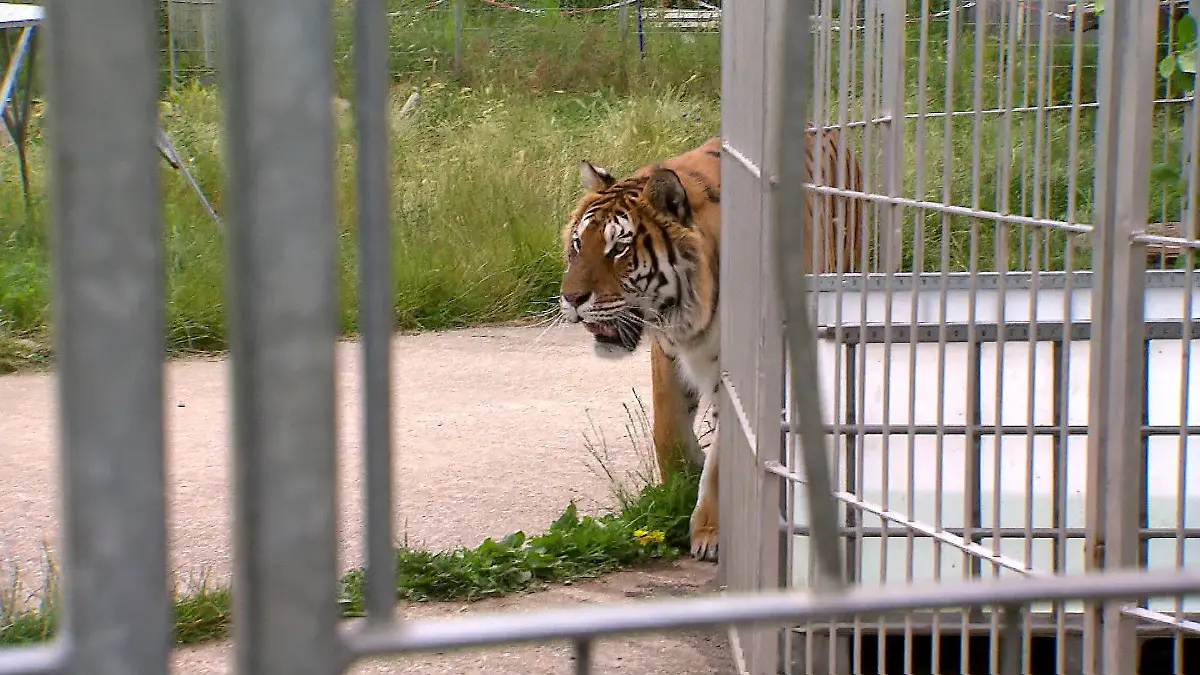 Tiger in Leipzig ausgebrochen