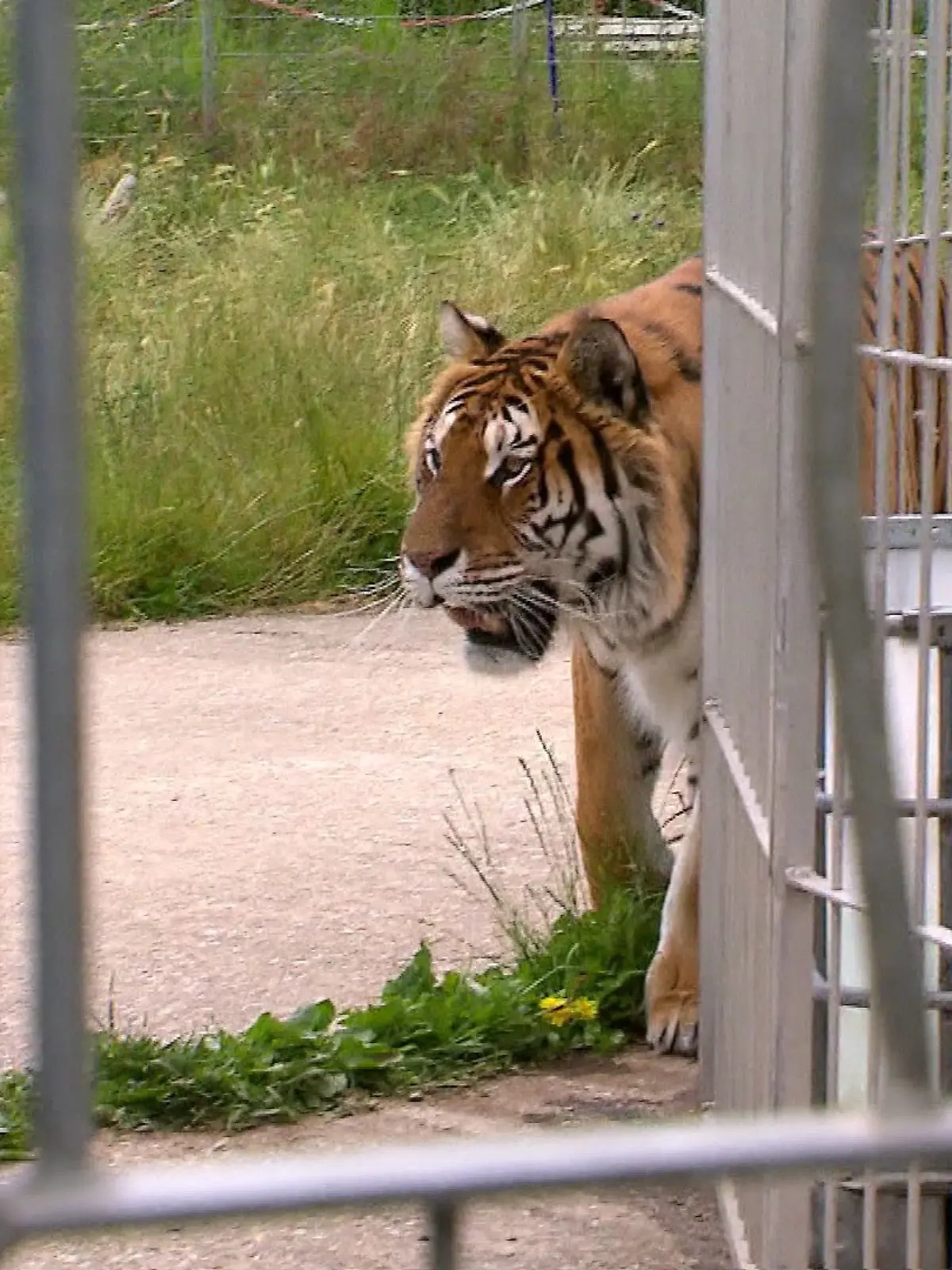 Tiger in Leipzig ausgebrochen