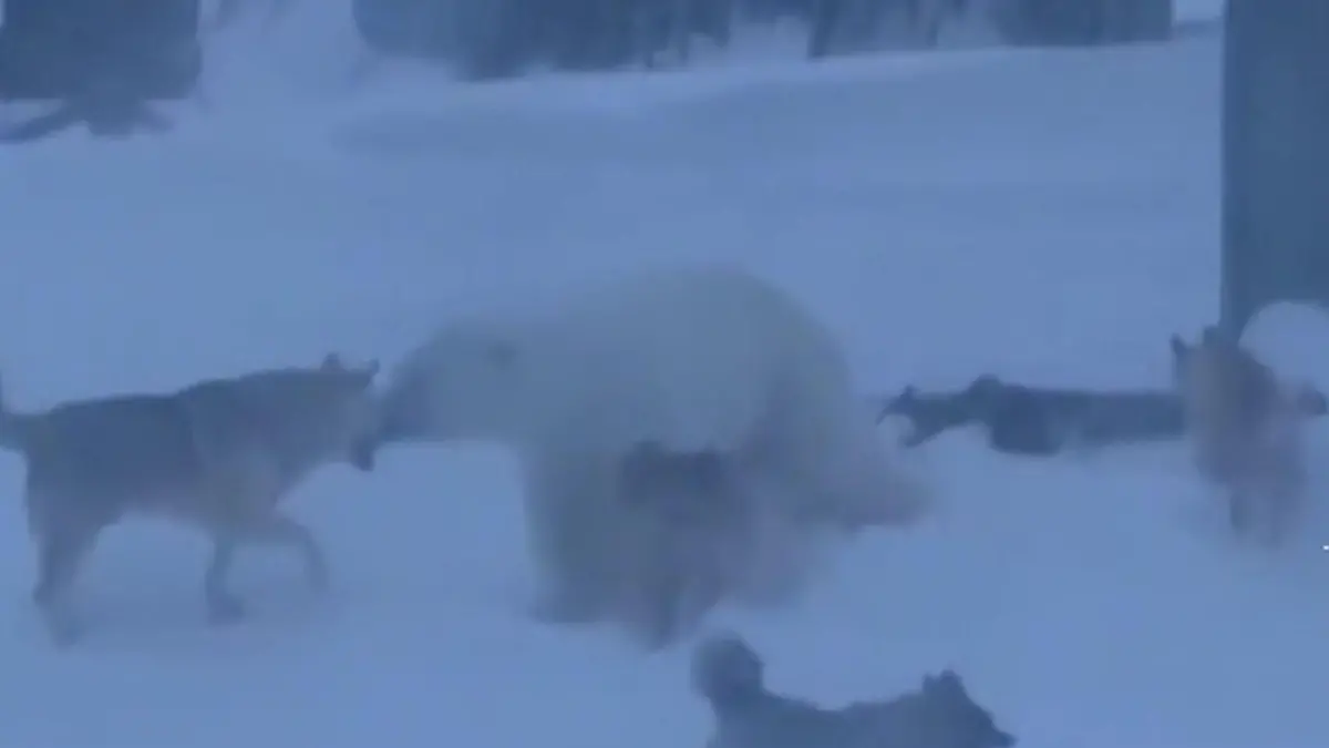 Hunde entdecken Eisbären im Schnee – dann greifen sie an! Vor Forschungsstation in Russland