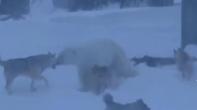 Bild von Hunde entdecken Eisbären im Schnee – dann greifen sie an!