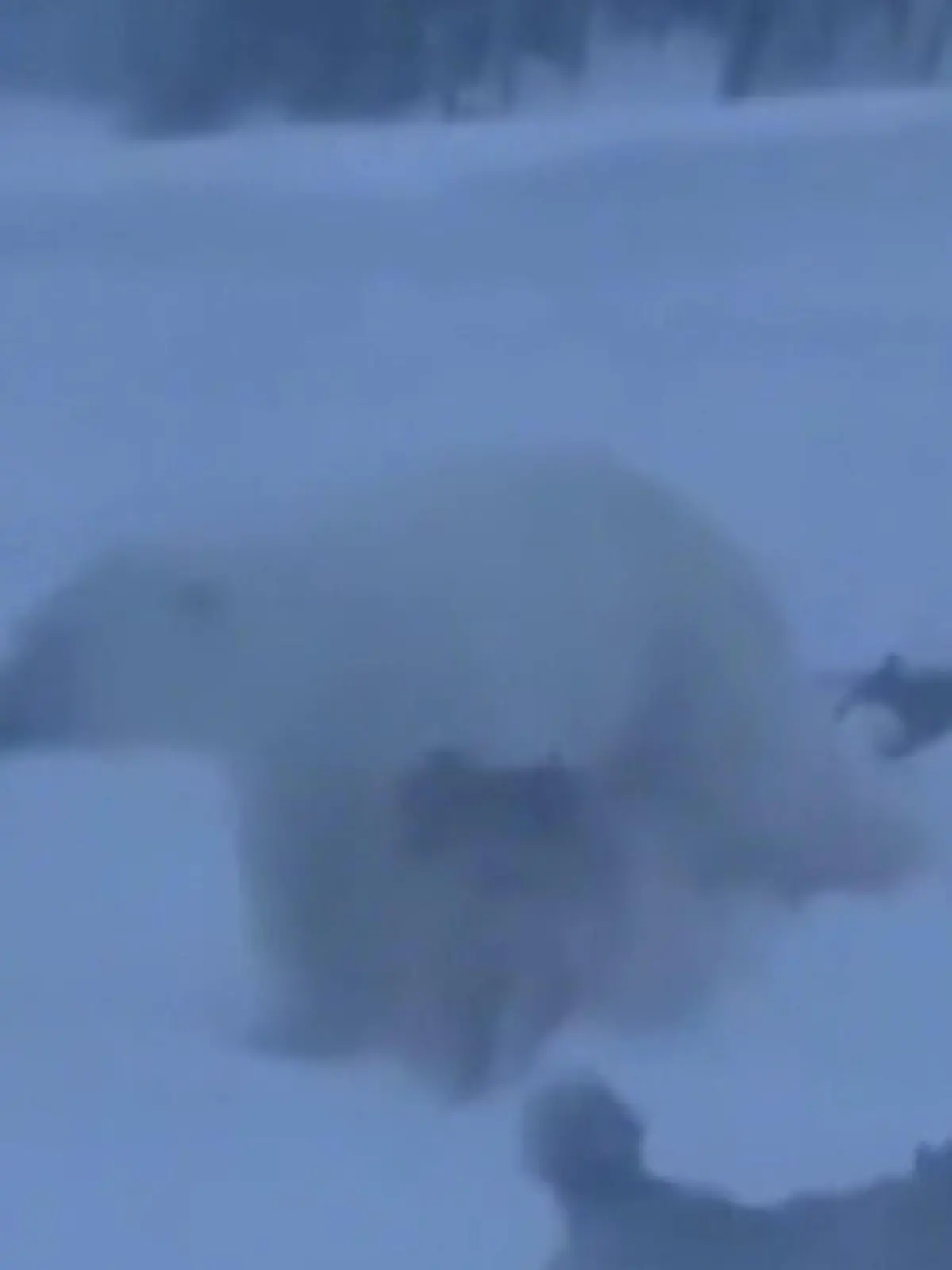 Bild zu: "Hunde entdecken Eisbären im Schnee – dann greifen sie an!"