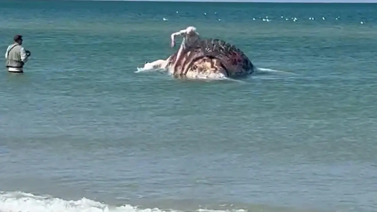 Schaulustige klettern auf toten Buckelwal Timmy und machen Selfies An Respektlosigkeit kaum zu überbieten