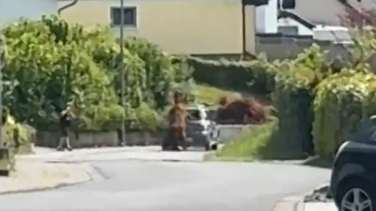 Autoscheibe zersplittert! Bulle springt in Heck – Polizei jagt Tier Polizeieinsatz in Hessen