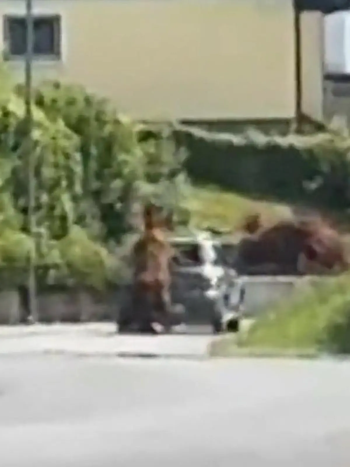 Bild zu: "Autoscheibe zersplittert! Bulle springt in Heck – Polizei jagt Tier"