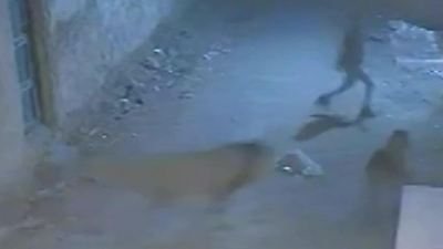 Bild von Gefahr aus der Dunkelheit! Löwe rast plötzlich auf Mann zu