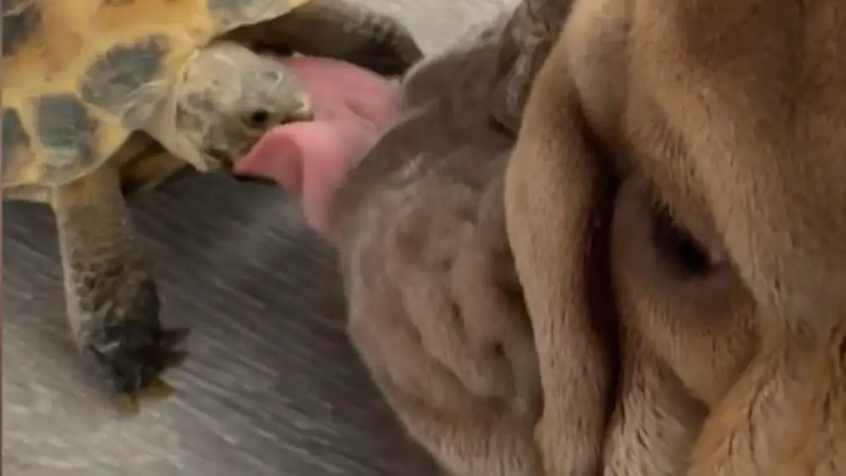 Schlabber-Attacke geht schief! Hund leckt Schildkröte – und bereut es sofort Reptil rächt sich an Rüde