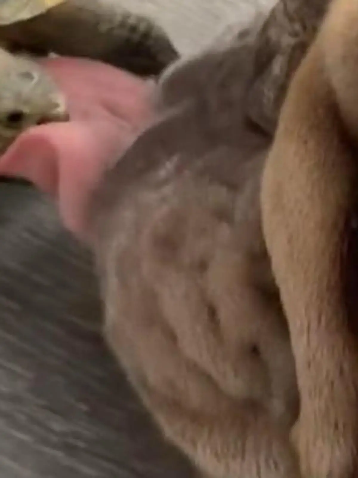 Bild zu: "Schlabber-Attacke geht schief! Hund leckt Schildkröte – und bereut es sofort"