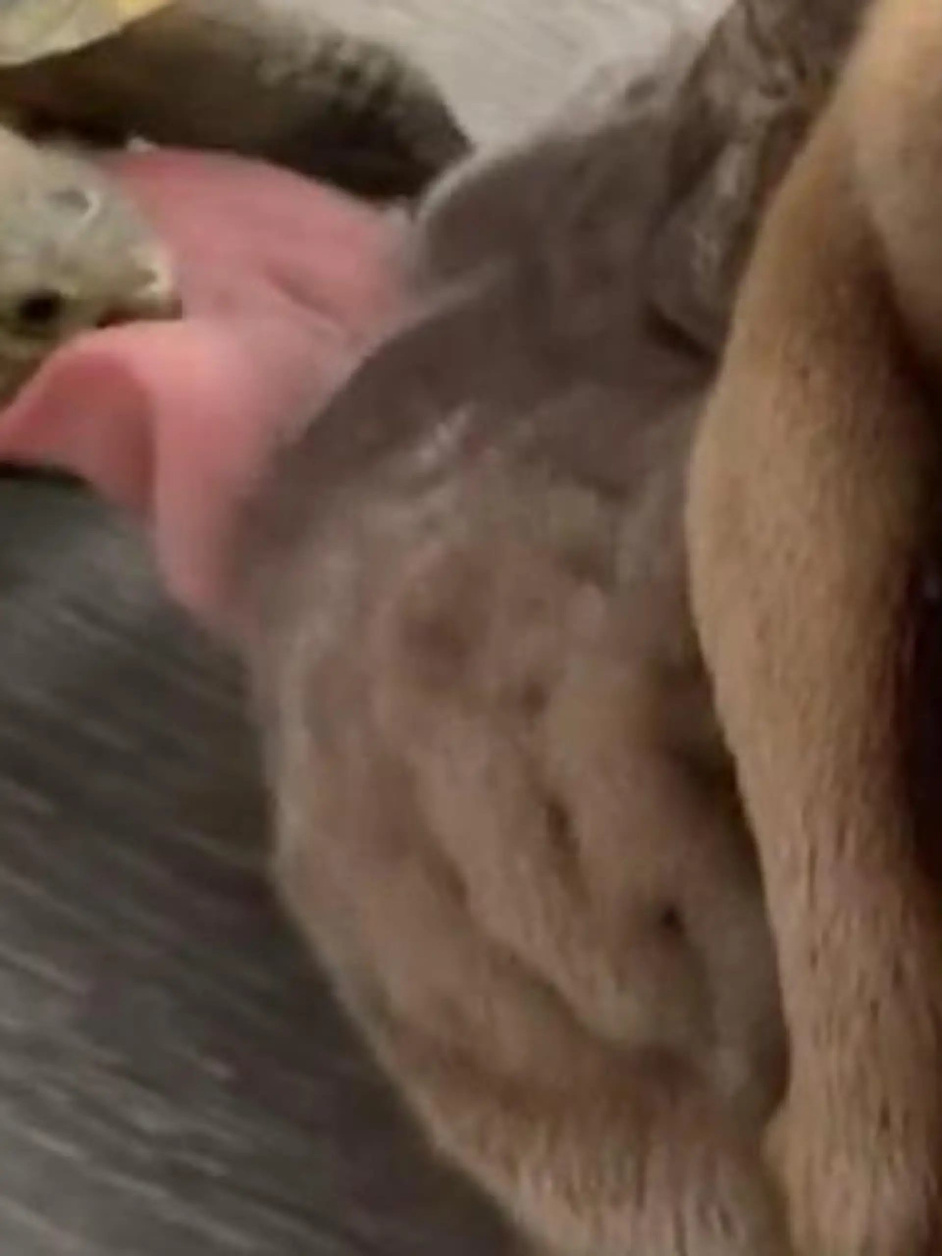 Bild zu: "Schlabber-Attacke geht schief! Hund leckt Schildkröte – und bereut es sofort"