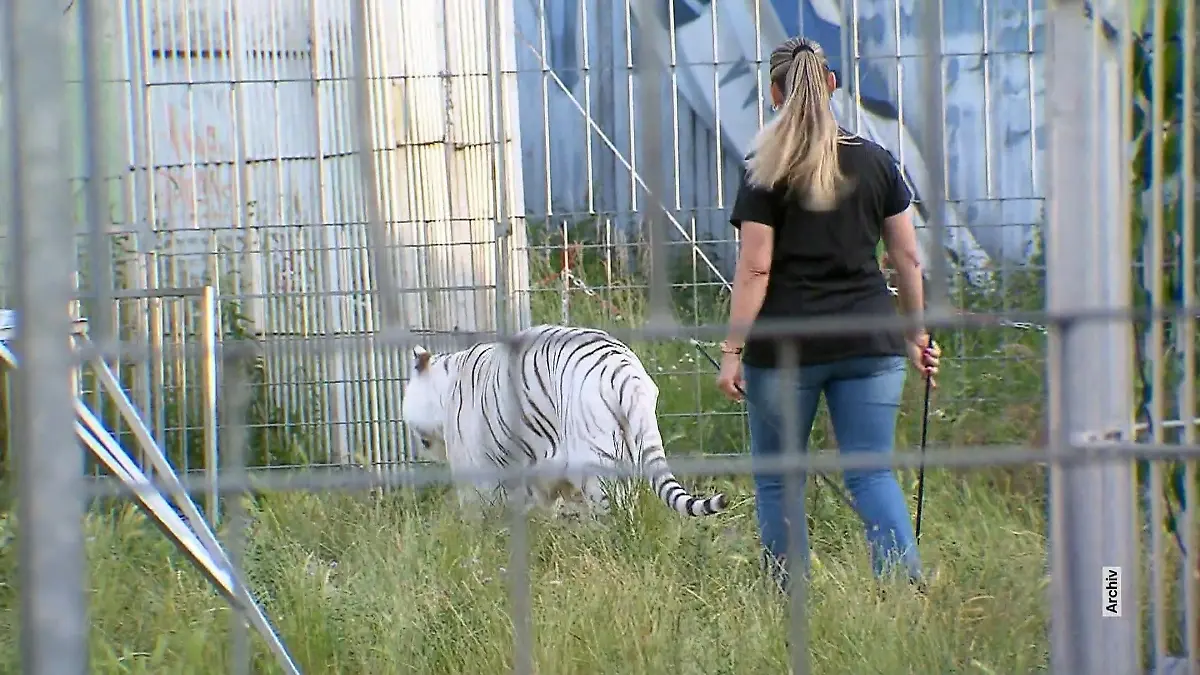 Trotz Kritik hielt "Tiger Queen" Carmen Sanders an Haltung von Tigern fest Tiger erschossen