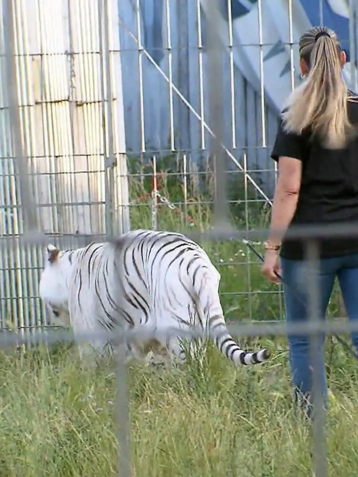 Bild zu: "Trotz Kritik hielt "Tiger Queen" Carmen Sanders an Haltung von Tigern fest"