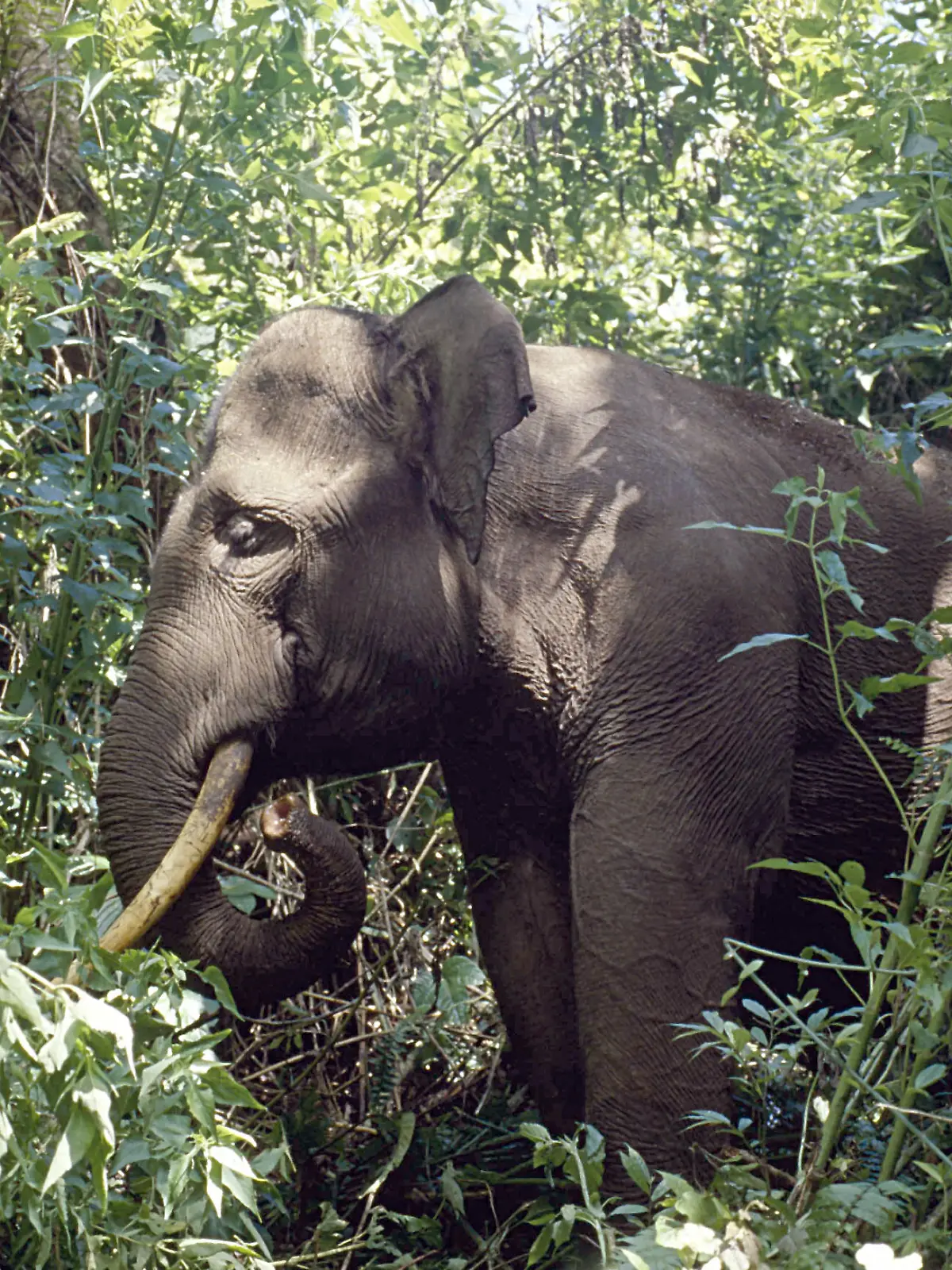 ELEPHANT in forest, Elephas maximus sumatrensis. Demand for coffee in the West is threatening to destroy already endangered wildlife, according to new research. Tigers could be at risk from coffee production Conservation experts say overproduction of cheap robusta coffee beans - commonly used in instant coffee - may be contributing to the loss of tigers, elephants, orang-utans and rhinos in Sumatra. Foto:  Daniel Heuclin/NHPA Uppa Photoshot +++(c) dpa - Report+++