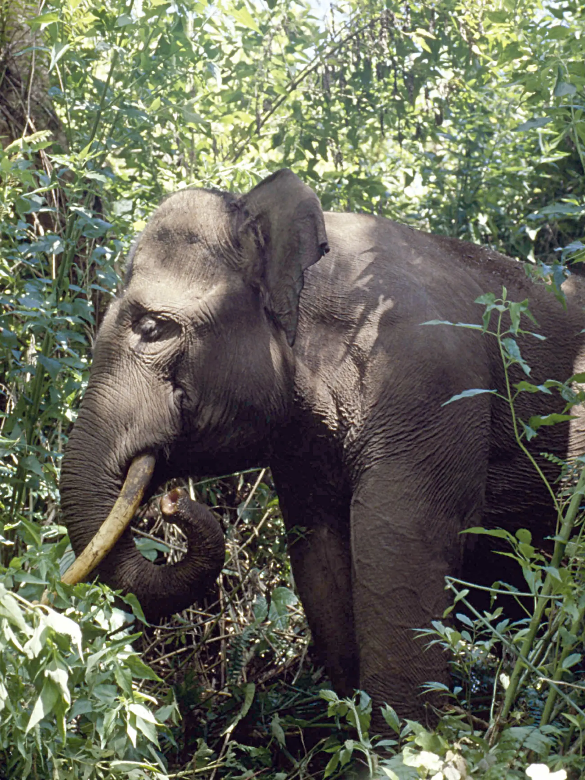ELEPHANT in forest, Elephas maximus sumatrensis. Demand for coffee in the West is threatening to destroy already endangered wildlife, according to new research. Tigers could be at risk from coffee production Conservation experts say overproduction of cheap robusta coffee beans - commonly used in instant coffee - may be contributing to the loss of tigers, elephants, orang-utans and rhinos in Sumatra. Foto:  Daniel Heuclin/NHPA Uppa Photoshot +++(c) dpa - Report+++