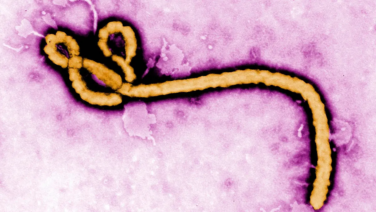 Congo Ebola