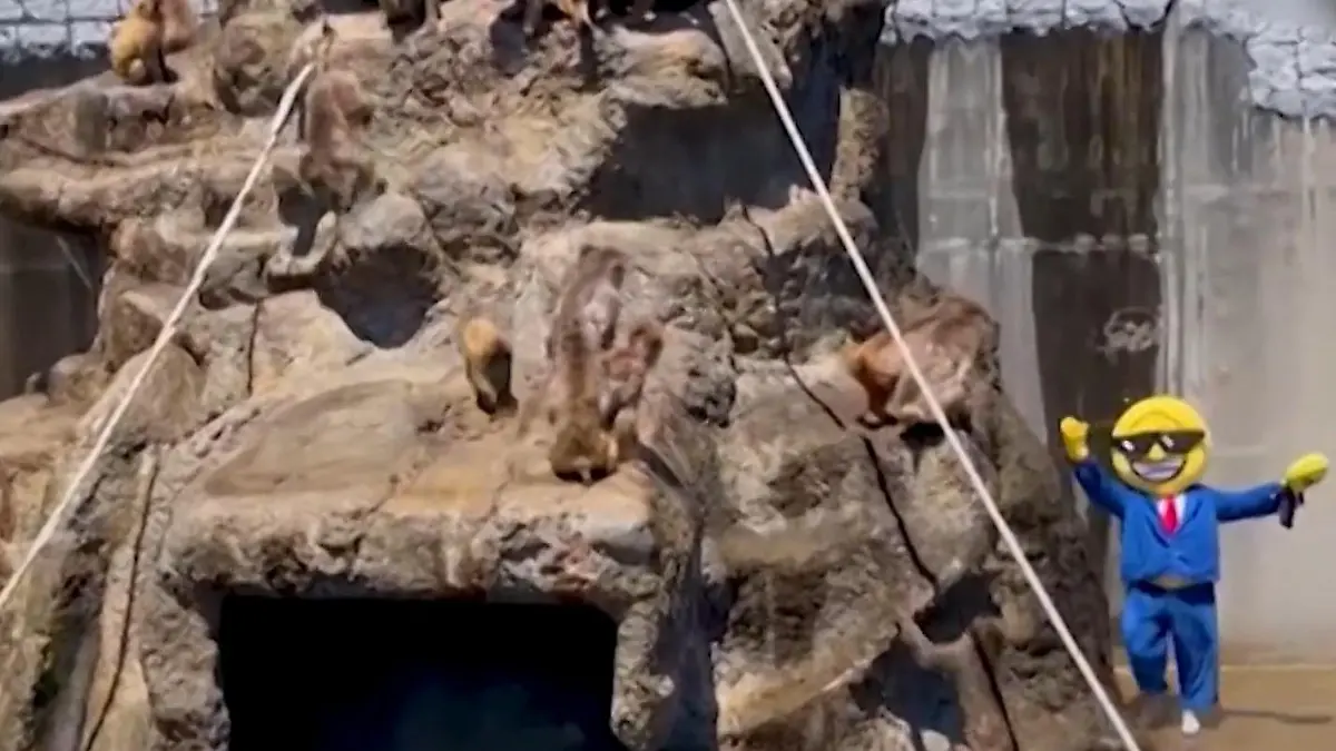 Panik im Zoo-Gehege! Tourist bricht bei berühmtem Affenbaby Punch ein Diese Aktion hat Konsequenzen