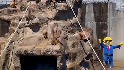 Bild von Panik im Zoo-Gehege! Tourist bricht bei berühmtem Affenbaby Punch ein