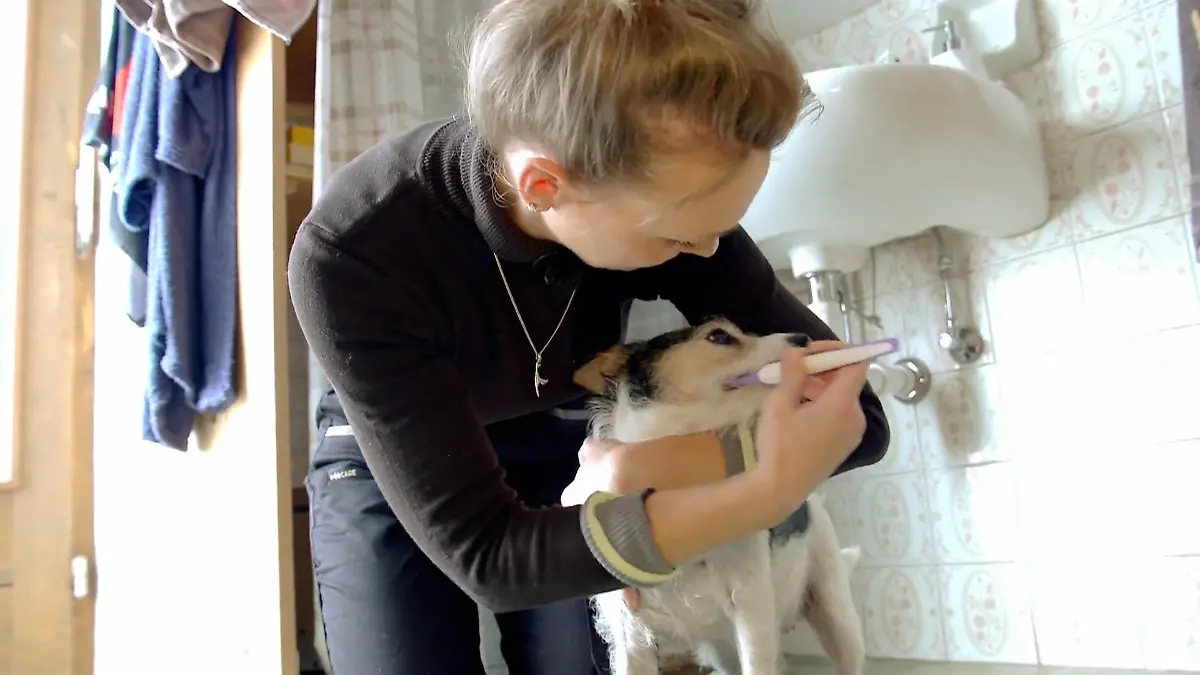 Katarina putzt ihrem Hund die Zähne