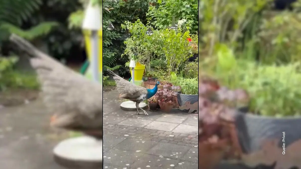 Frauen im Wintergarten eingesperrt? Skurriler Polizeieinsatz am Niederrhein