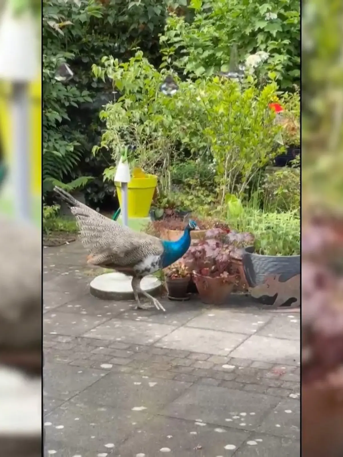 Bild zu: "Frauen im Wintergarten eingesperrt?"