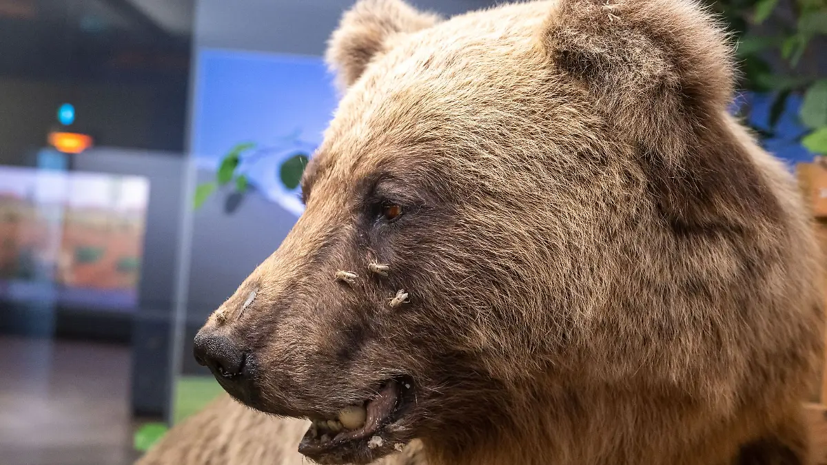 Der ausgestopfte Braunbär "Bruno" wird im Museum Mensch und Natur ausgestellt. Zugewandert aus Tirol, stapfte er 2006 durch die bayerischen Wälder, bis ihm sein Appetit auf Schafe zum Verhängnis wurde.