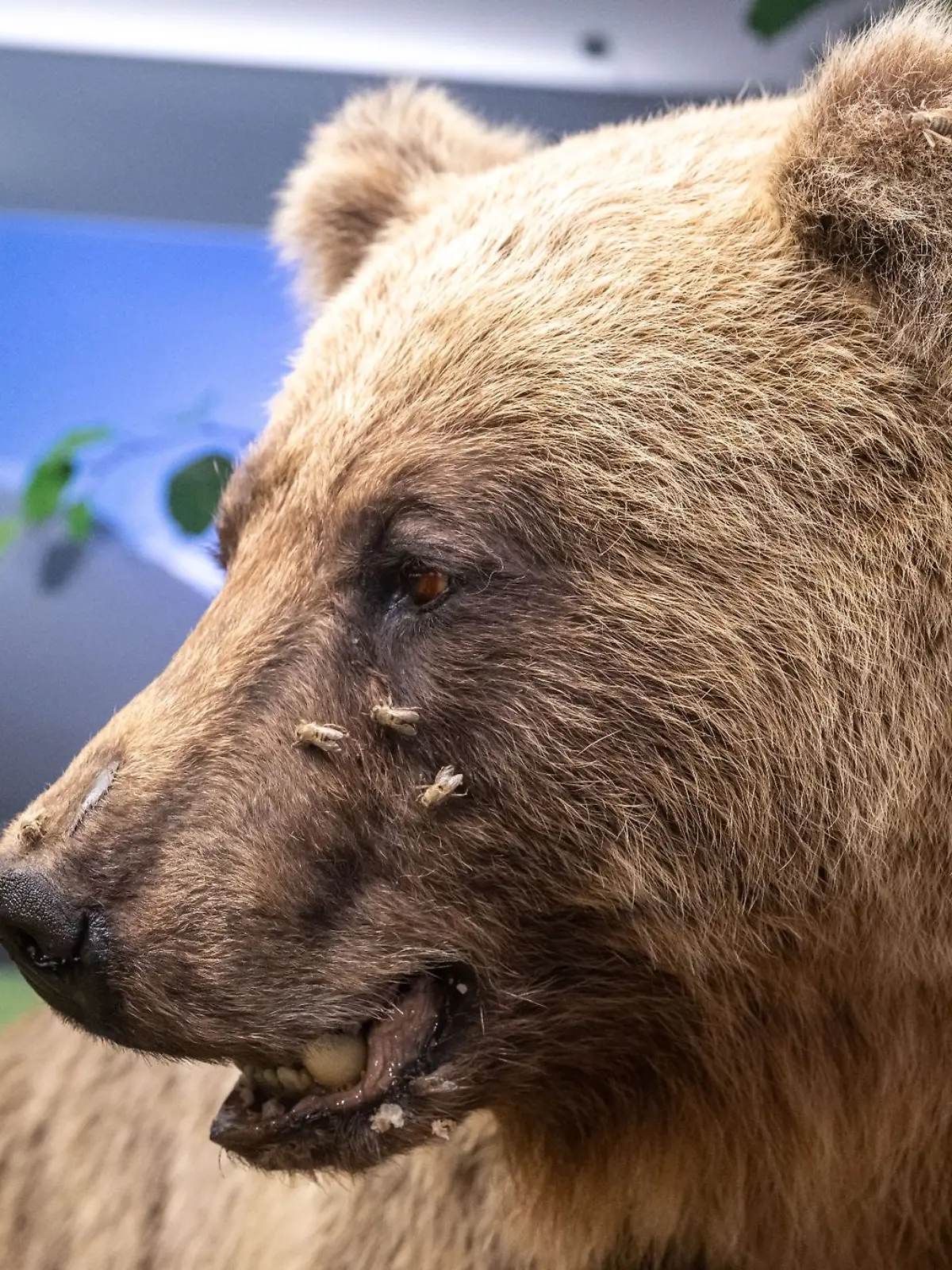 Der ausgestopfte Braunbär "Bruno" wird im Museum Mensch und Natur ausgestellt. Zugewandert aus Tirol, stapfte er 2006 durch die bayerischen Wälder, bis ihm sein Appetit auf Schafe zum Verhängnis wurde.