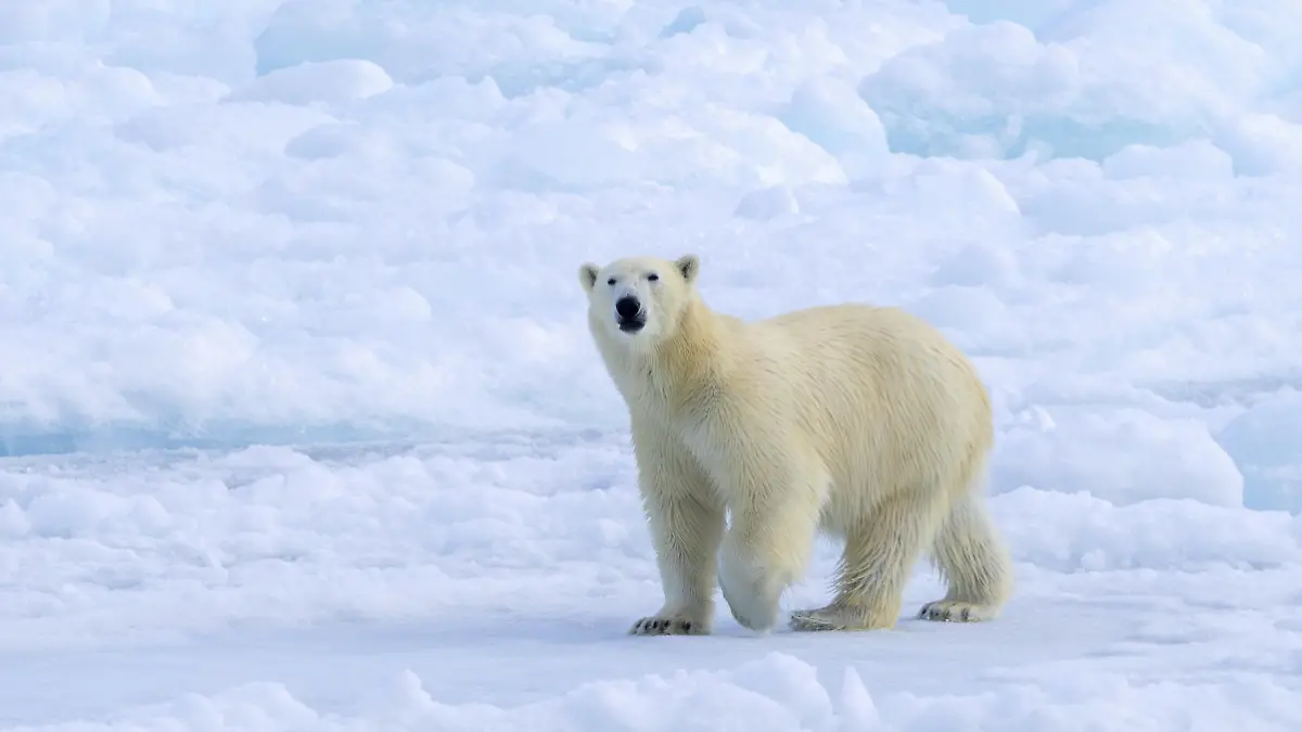 Norwegen hat den ersten Fall von Vogelgrippe bei einem Eisbären in Europa gemeldet. (Symbolbild)